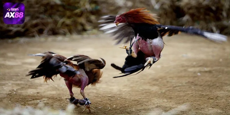 Sân chơi đá gà online đỉnh cao, lịch đấu update hằng ngày 