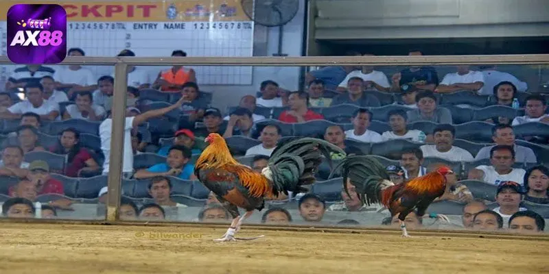Tổng quan về đá gà AX88