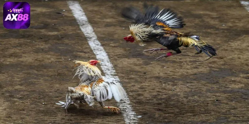 Tỷ lệ trả thưởng tại đá gà AX88 cực kỳ cạnh tranh