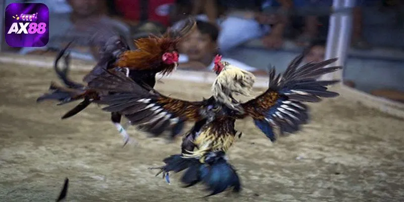 Tìm hiểu những hình thức đá gà AX88 đang được người chơi yêu thích